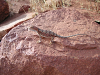 s_A_PICT0352_thumb.png